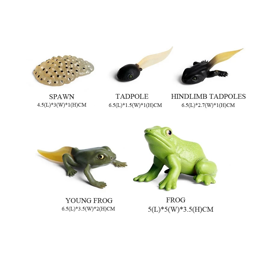 Mainan hewan liar model kodok, - Kids Toys Reviews ulasan dan harga